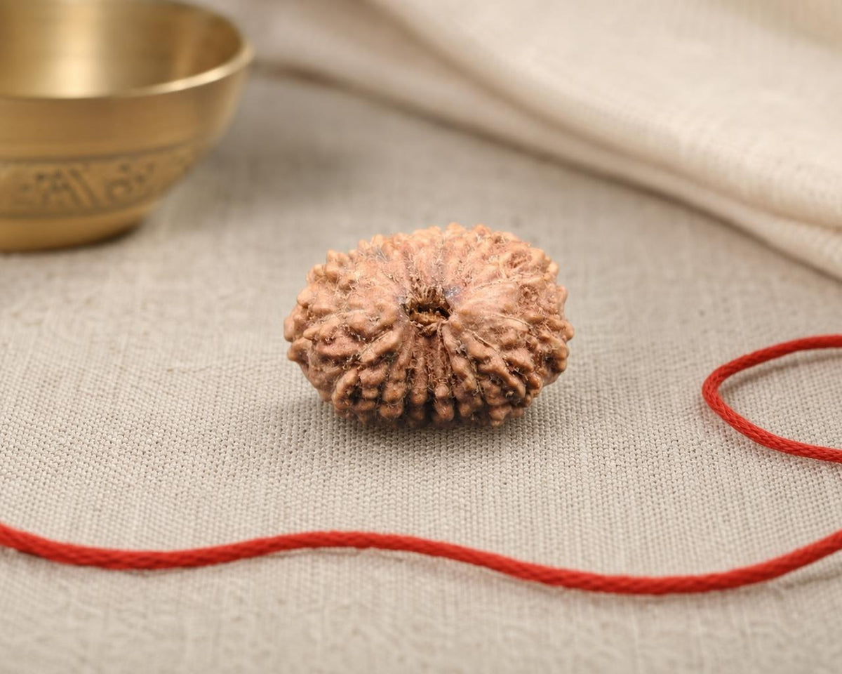 Natural 15 Mukhi Indonesia rudraksha bead with red string on beige fabric