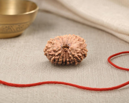 Natural 15 Mukhi Indonesia rudraksha bead with red string on beige fabric