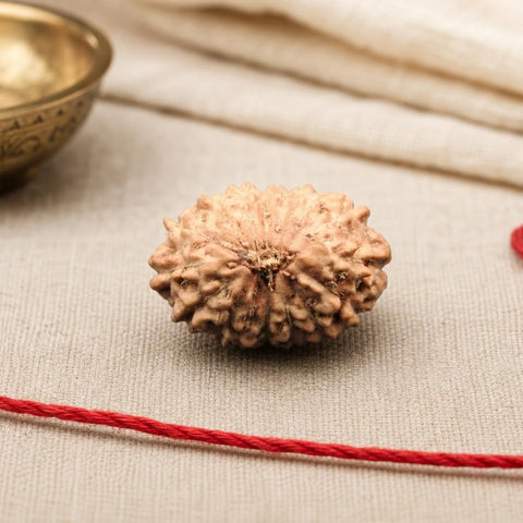15 Mukhi Indonesia Natural Rudraksha 17.30 mm Rudraksha Report No. RDQ0044297