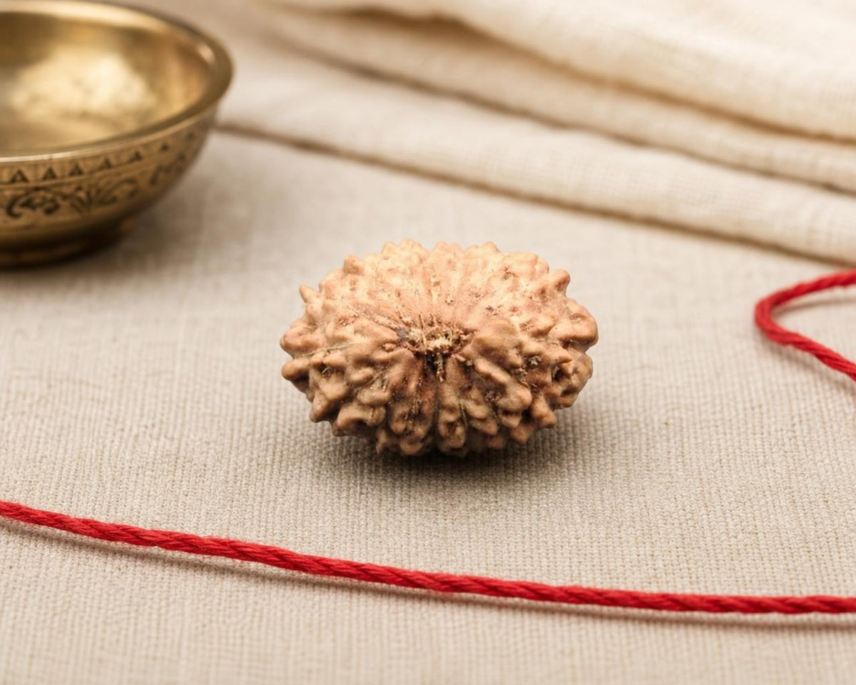 15 Mukhi Indonesia natural rudraksha bead with textured surface on red string