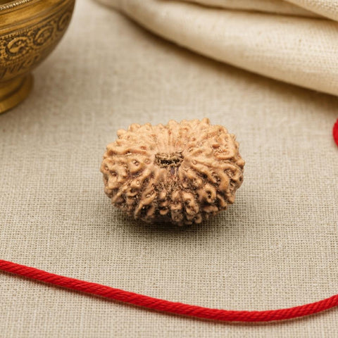 15 Mukhi Indonesia Natural Rudraksha 18.40 mm Rudraksha Report No. RDQ0044286