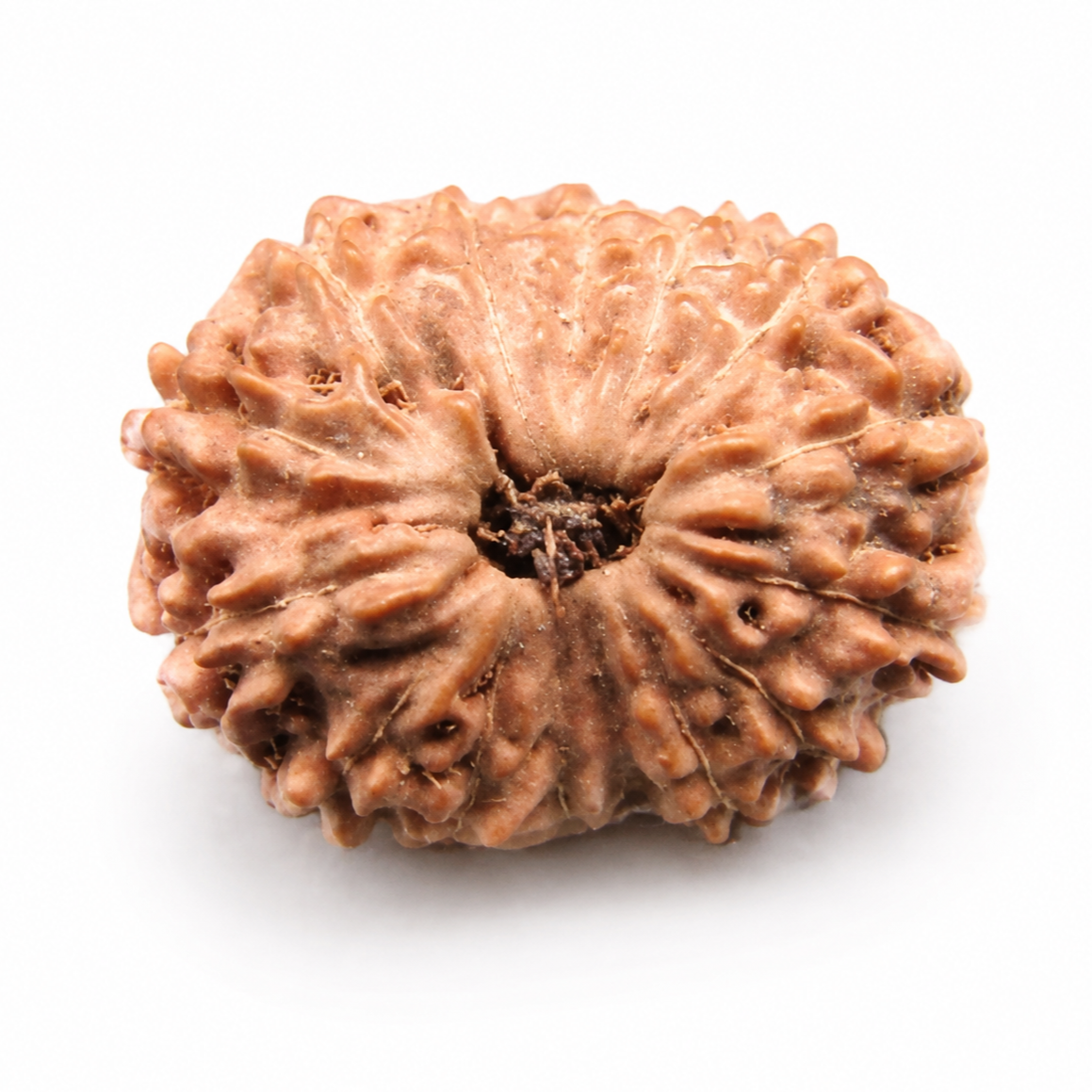 15 Mukhi Rudraksha – Indonesia (Java)