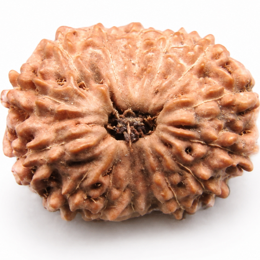 15 Mukhi Rudraksha – Indonesia (Java)