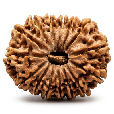 15 Mukhi Rudraksha, origin Nepal