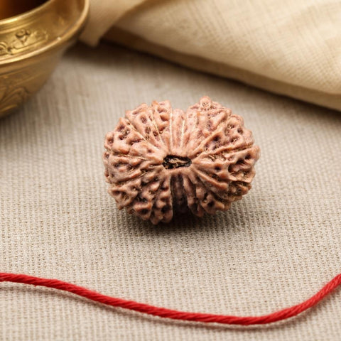 16 Mukhi Indonesia Natural Rudraksha 19.00 mm Rudraksha Report No. RDQ0044390