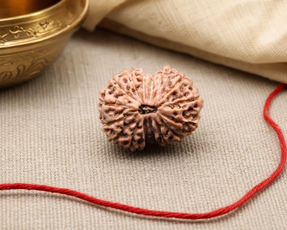 16 Mukhi Indonesia natural rudraksha bead with red string, close-up front view on fabric