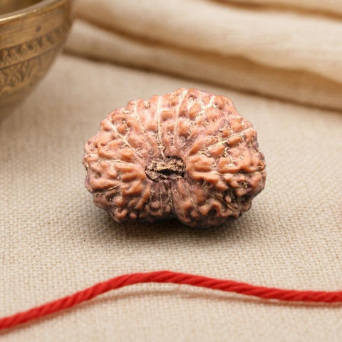 16 Mukhi Indonesia Natural Rudraksha 20.88 mm Rudraksha Report No. RDQ0044397