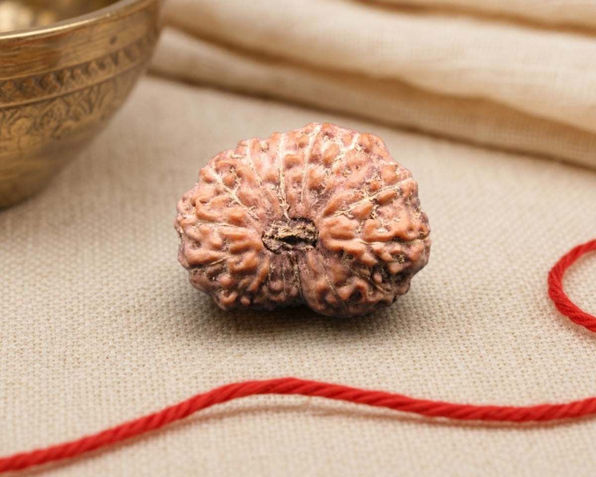 16 Mukhi Indonesia natural rudraksha bead with red thread, close-up front view