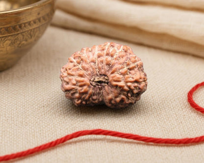 16 Mukhi Indonesia natural rudraksha bead with red thread, close-up front view
