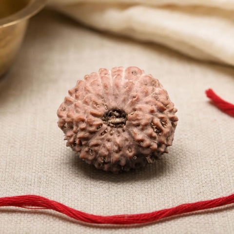 16 Mukhi Indonesia Natural Rudraksha 21.90 mm Rudraksha Report No. RDQ0044386
