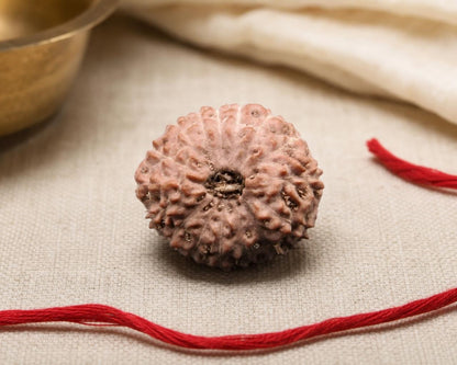 16 Mukhi natural rudraksha bead with textured surface and dark center, shown with red thread on fabric