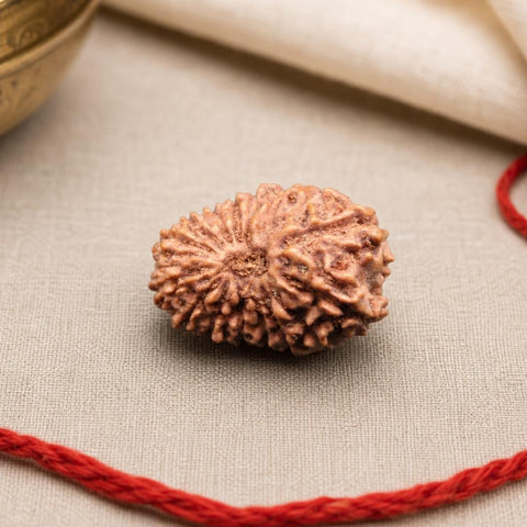 16 Mukhi Indonesia Natural Rudraksha 19.10 mm Rudraksha Report No. RDQ0044394