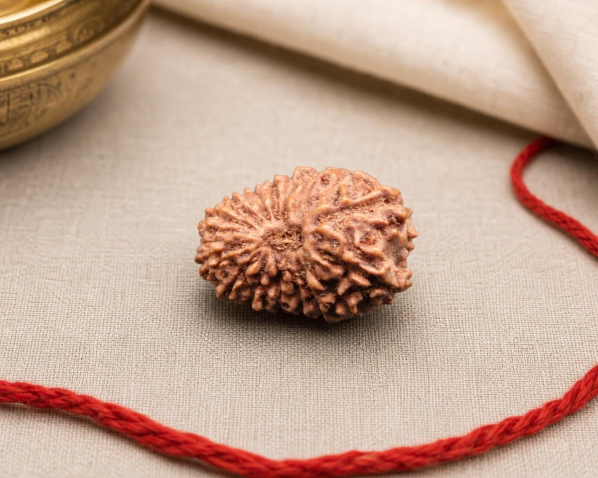 Natural 16 Mukhi Indonesian rudraksha bead with red thread on light fabric background