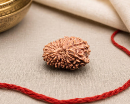 Natural 16 Mukhi Indonesian rudraksha bead with red thread on light fabric background