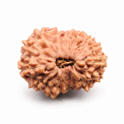 16 Mukhi Rudraksha — Indonesia