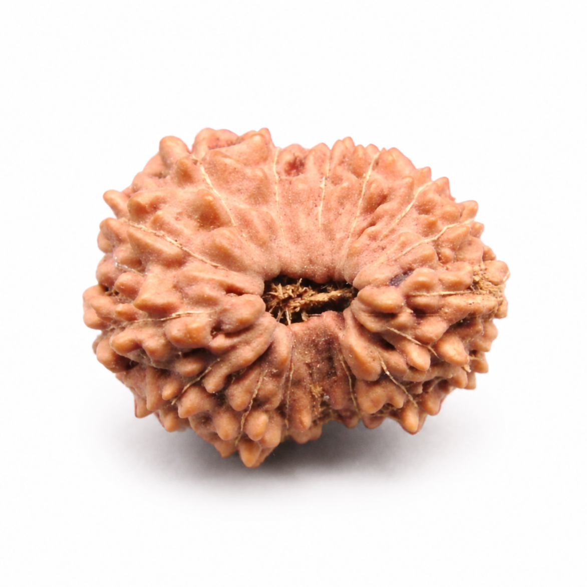 16 Mukhi Rudraksha – Indonesia (Java)