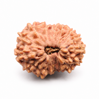 16 Mukhi Rudraksha – Indonesia (Java)