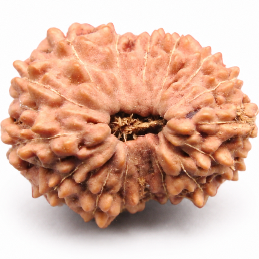 16 Mukhi Rudraksha – Indonesia (Java)