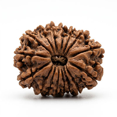 16 Mukhi Rudraksha, origin Nepal