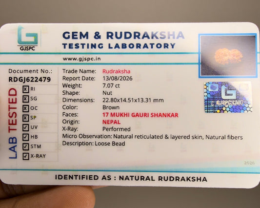 Gem & Rudraksha testing laboratory label for natural 17 Mukhi Gauri Shankar Nepal rudraksha
