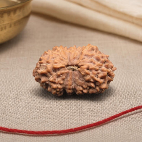 17 Mukhi Indonesia Natural Rudraksha 21.75 mm Rudraksha Report No. RDQ0044406