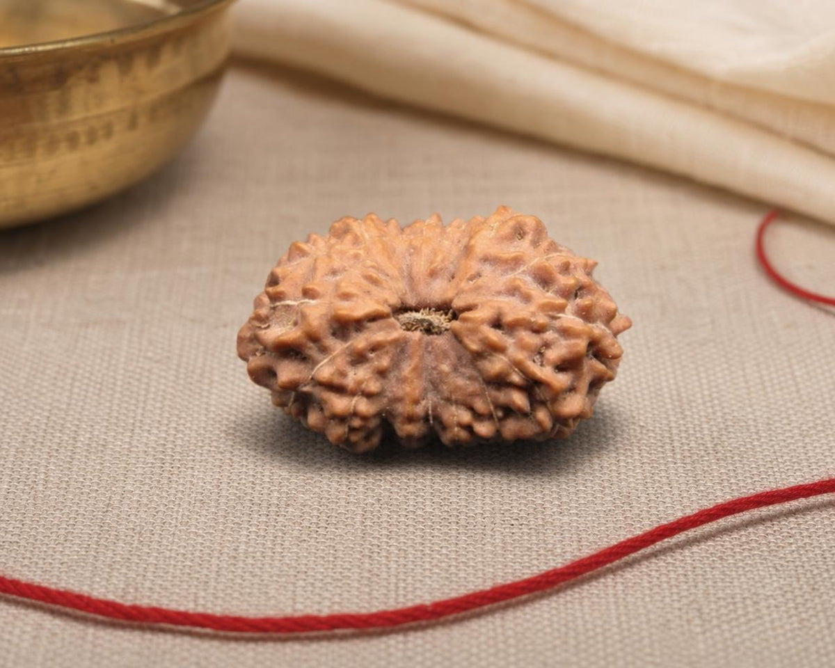 17 Mukhi Indonesia natural rudraksha bead with distinct ridges on beige fabric