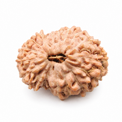 17 Mukhi Rudraksha, origin Indonesia (Java)