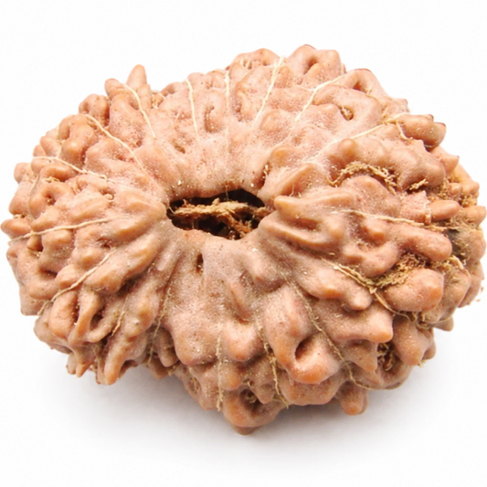 17 Mukhi Rudraksha – Indonesia (Java)