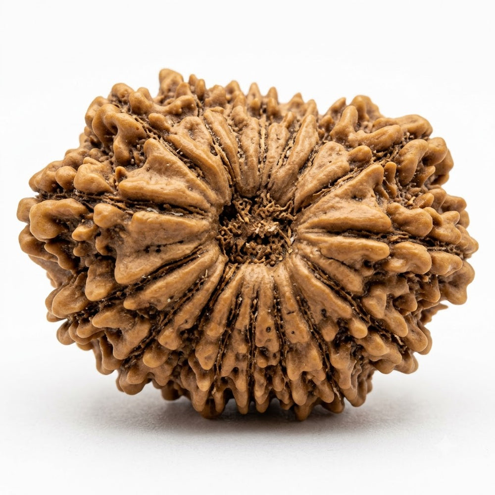 17 Mukhi Rudraksha – Nepal