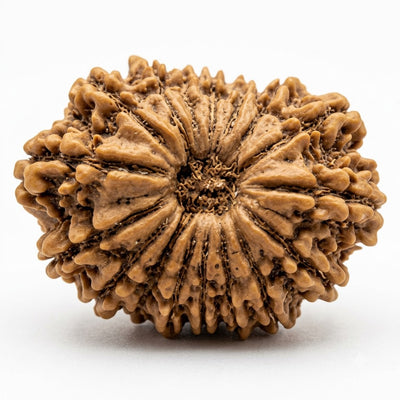 17 Mukhi Rudraksha, origin Nepal