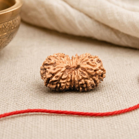 18 Mukhi Indonesia Natural Rudraksha 17.66 mm Rudraksha Report No. RDQ0044340
