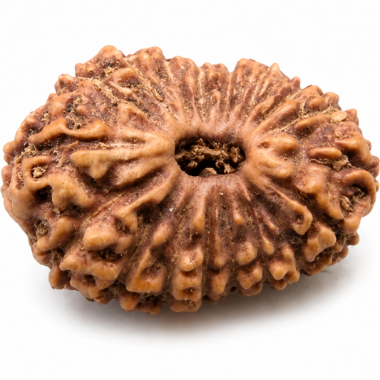 18 Mukhi Rudraksha – Indonesia (Java)