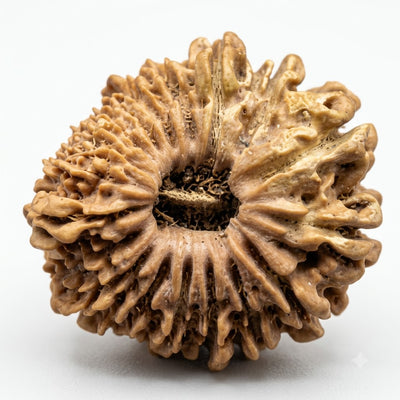 18 Mukhi Rudraksha, origin Nepal