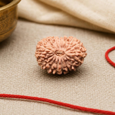 19 Mukhi Indonesia Natural Rudraksha 17.51 mm Rudraksha Report No. RDQ0044360
