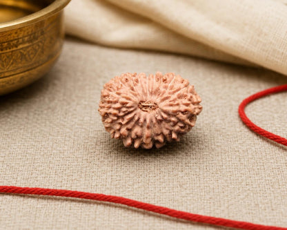 19 Mukhi Indonesia natural rudraksha bead with textured 19-face pattern on red cord
