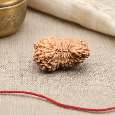 19 Mukhi Indonesia Natural Rudraksha 18.90 mm Rudraksha Report No. RDQ0044381