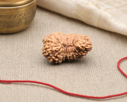 19 mukhi natural Indonesian rudraksha bead with knotted texture and red string on beige fabric
