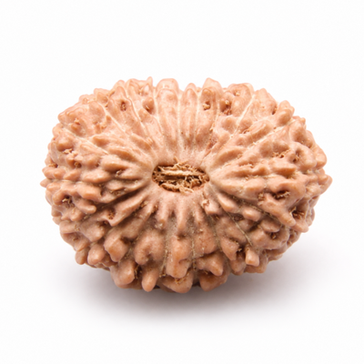 19 Mukhi Rudraksha, origin Indonesia (Java)
