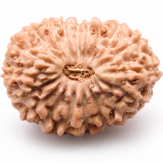 19 Mukhi Rudraksha – Indonesia (Java)