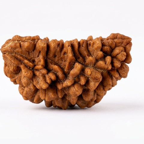 1 Mukhi Kaju Rudraksha (Meditation & Spiritual Focus) | GemKrishna