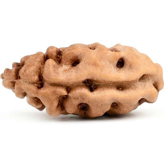 1 Mukhi Rudraksha – Indonesia (Java)