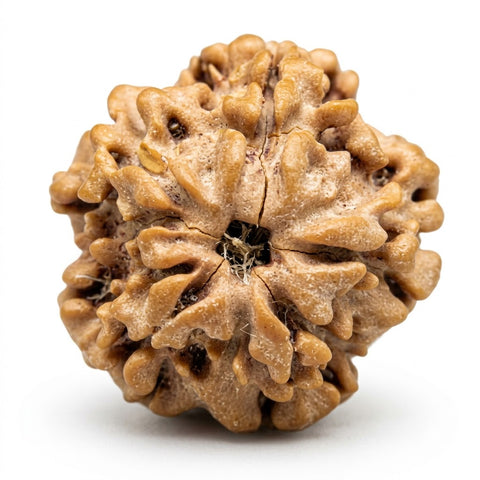 1 Mukhi Rudraksha — Nepal