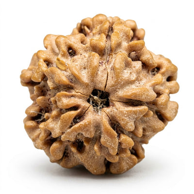 1 Mukhi Rudraksha, origin Nepal