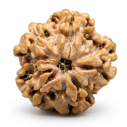 1 Mukhi Rudraksha – Nepal