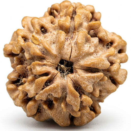 1 Mukhi Rudraksha – Nepal