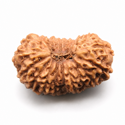 20 Mukhi Rudraksha, origin Indonesia (Java)