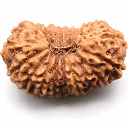 20 Mukhi Rudraksha – Indonesia (Java)