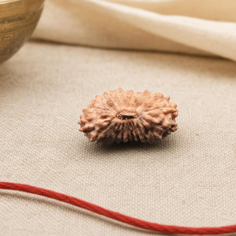 21 Mukhi Indonesia Natural Rudraksha 12.76 mm Rudraksha Report No. RDQ0044362