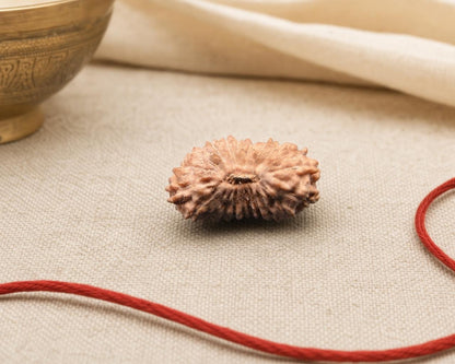 Natural 21 Mukhi Indonesia rudraksha bead with distinct face detail on red thread
