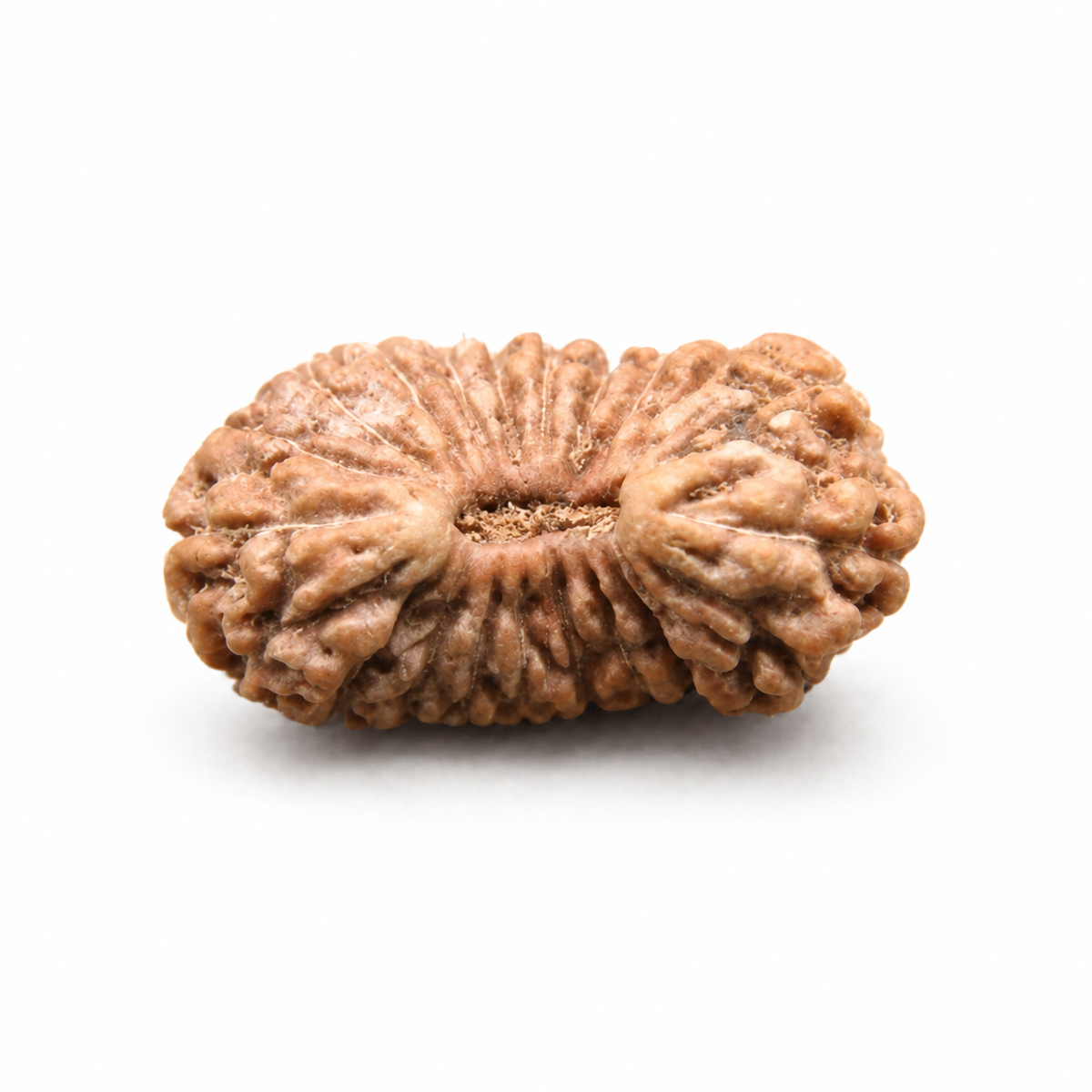 21 Mukhi Rudraksha – Indonesia (Java)